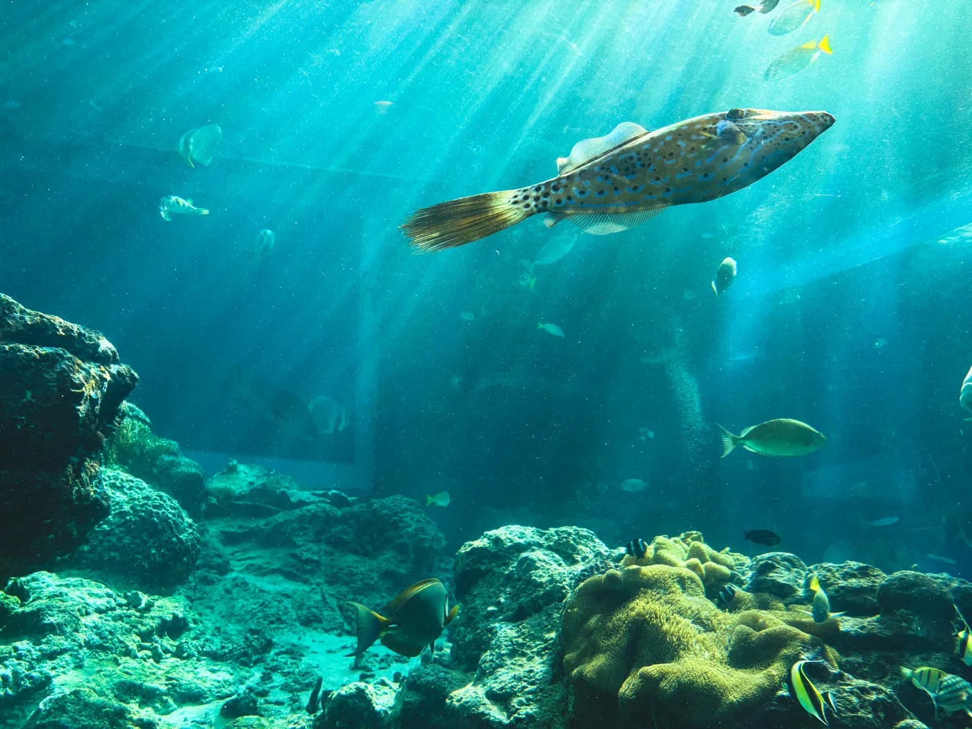 A sea turtle swimming in a Churaumi Aquarium tank with light filtering through the water