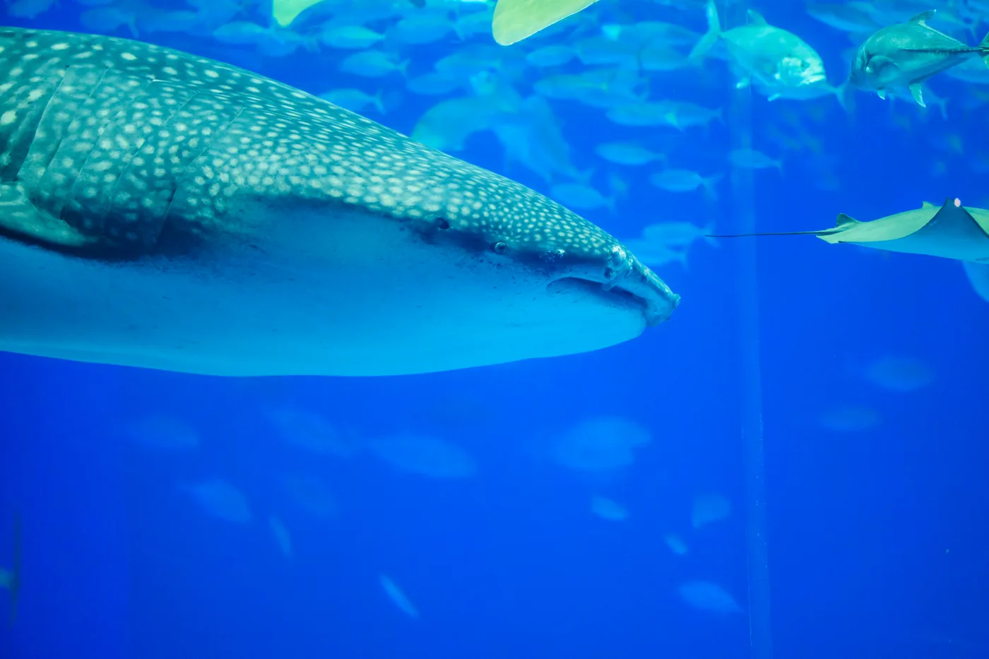 A white-spotted whale shark swimming in an aquarium tank