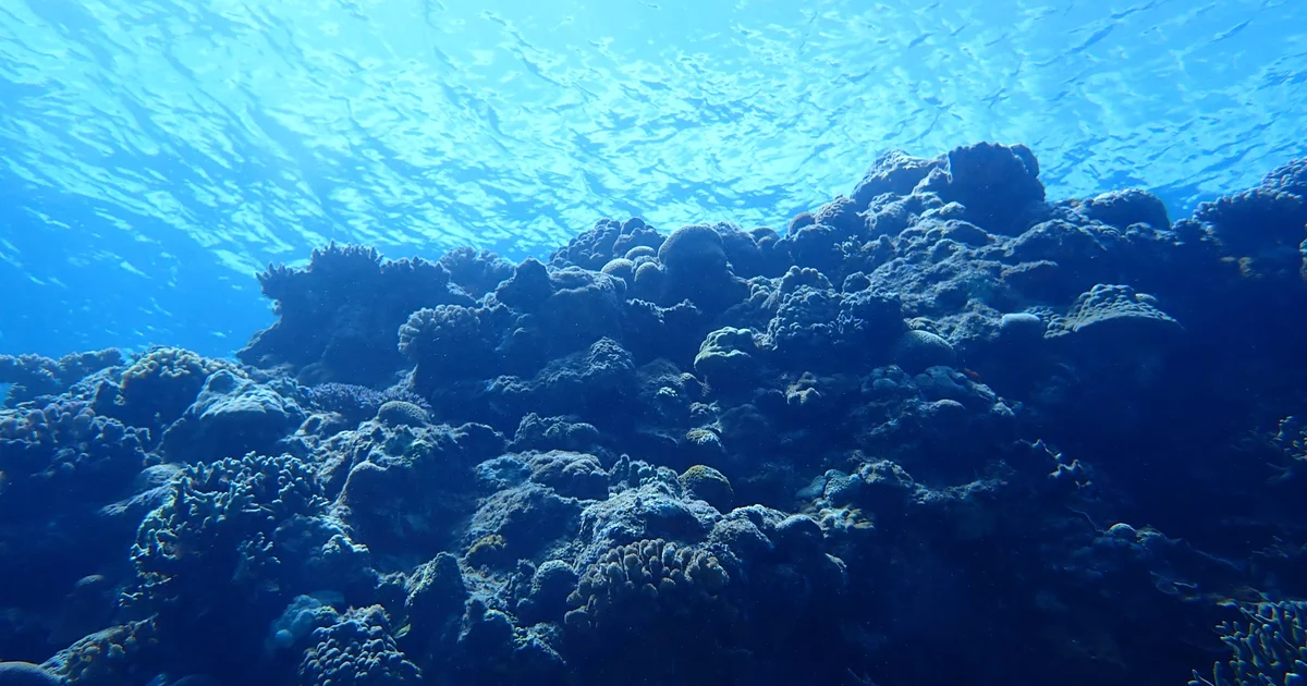 Diving in Okinawa as a Beginner: Five Dives, Trip Costs, and Naha Food