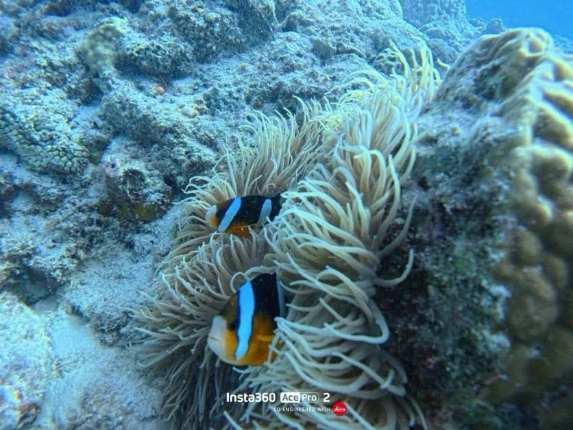 A clownfish with white bands among sea anemone tentacles