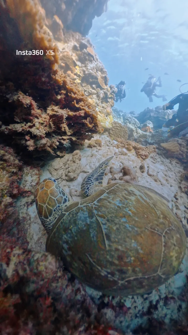 A sea turtle resting beside rocks