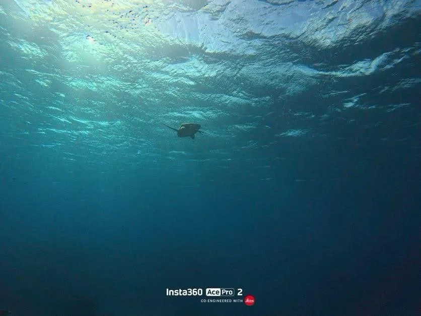 A sea turtle swimming beneath a sunlit surface