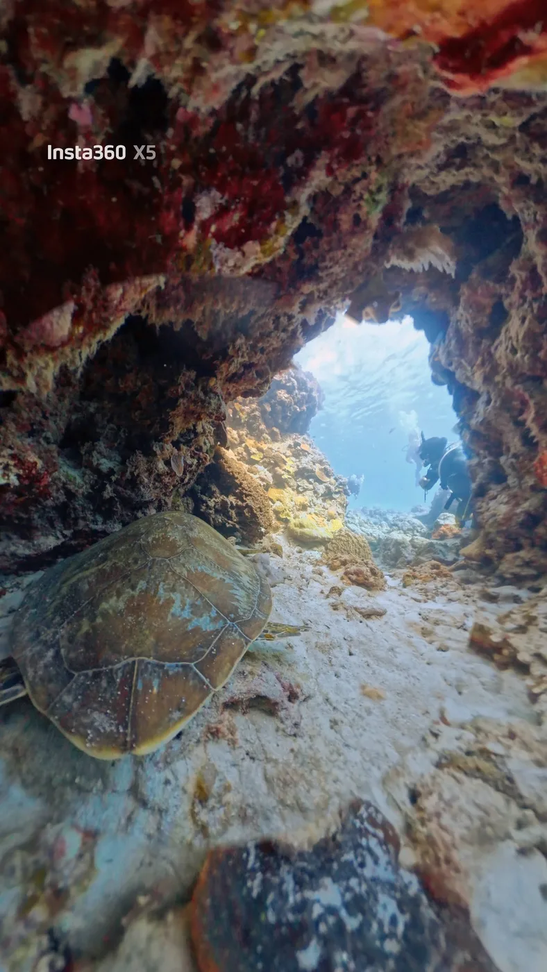A sea turtle beneath a rock arch