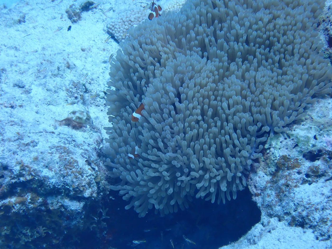A clownfish nestled in a sea anemone