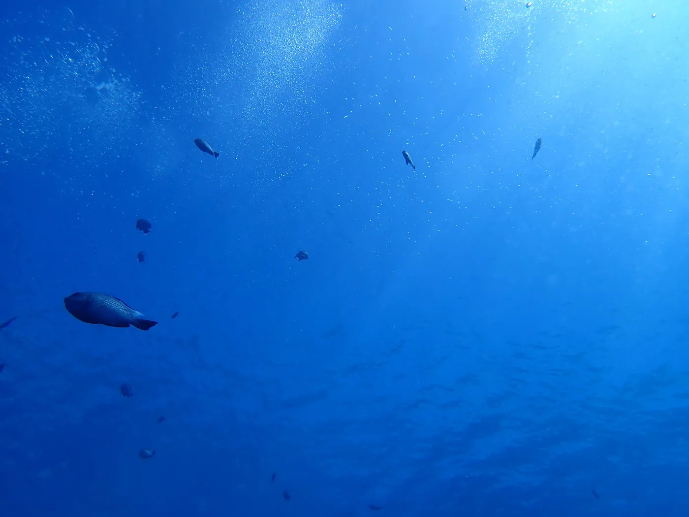 Fish swimming through blue water above a seabed stretching into the distance