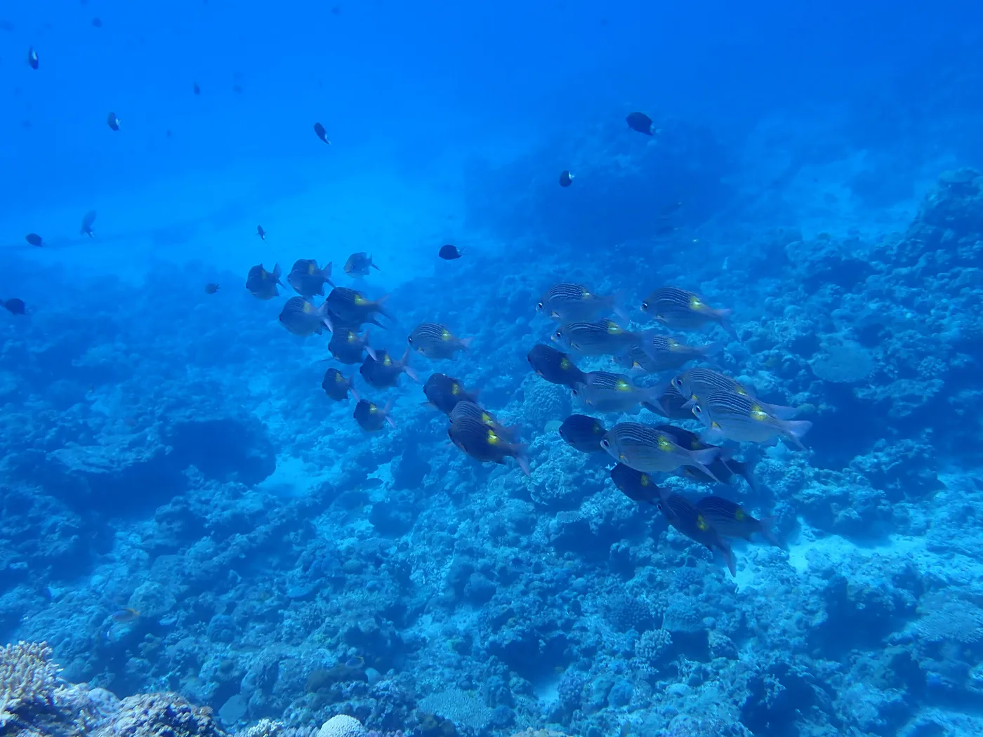 A school of fish swimming above rocky terrain