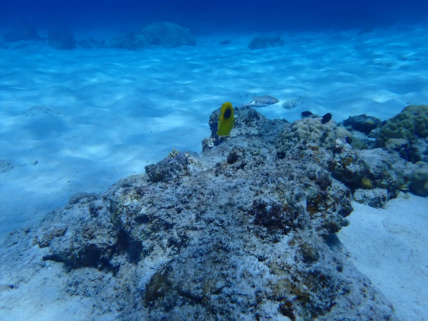 Ripples in white sand on the seabed, with fish swimming beside rocks