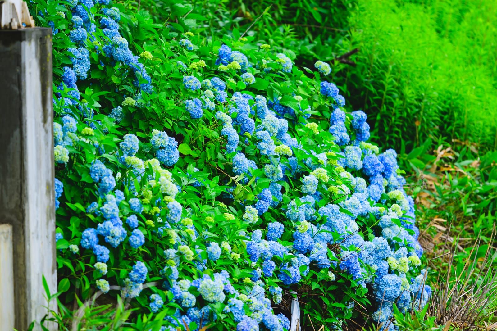 Hydrangeas blooming in July along the route from Kita-Hiroshima Station to ES CON FIELD HOKKAIDO