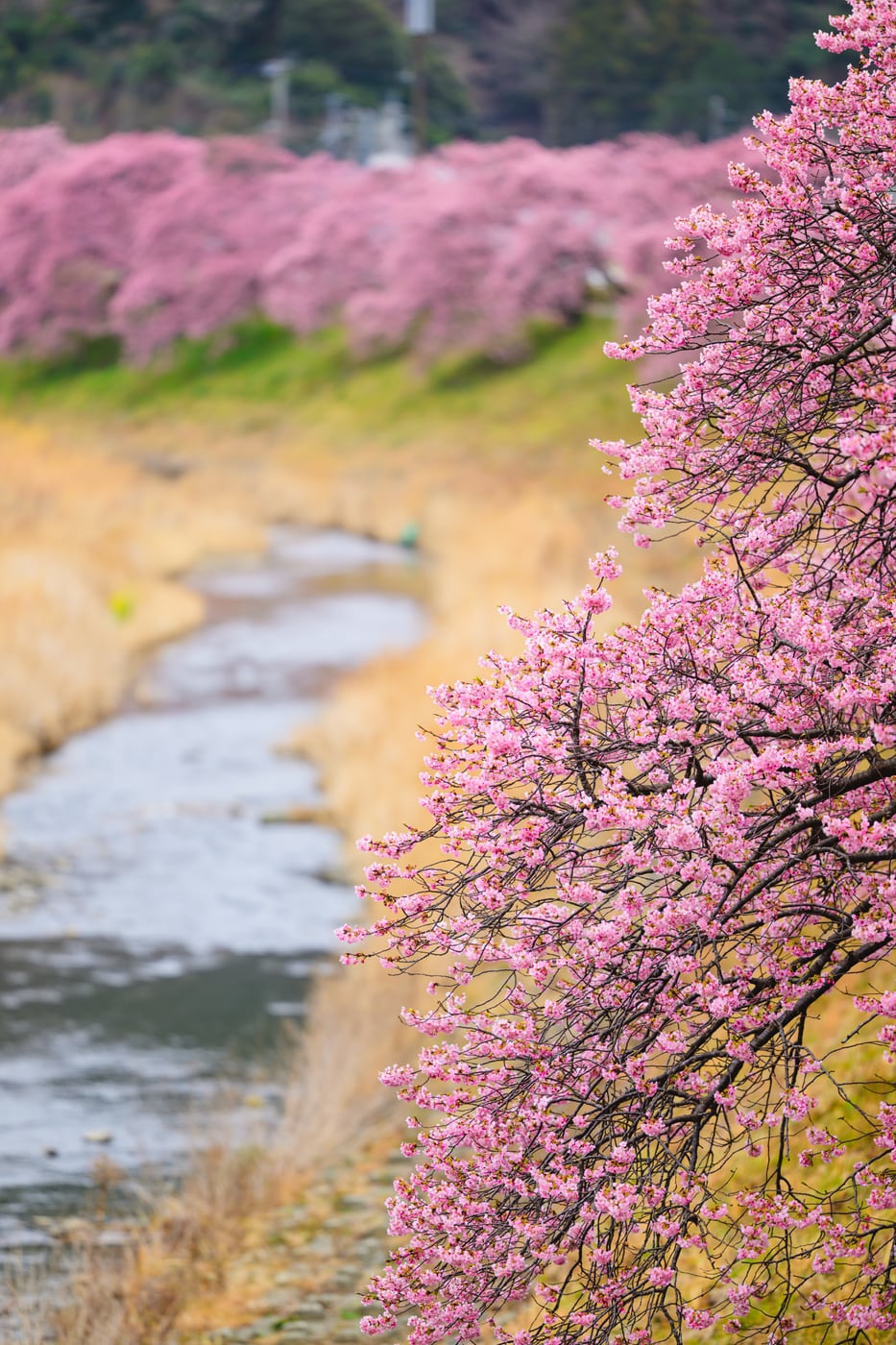 Kawazu-zakura blooming along the flow of the Aono River