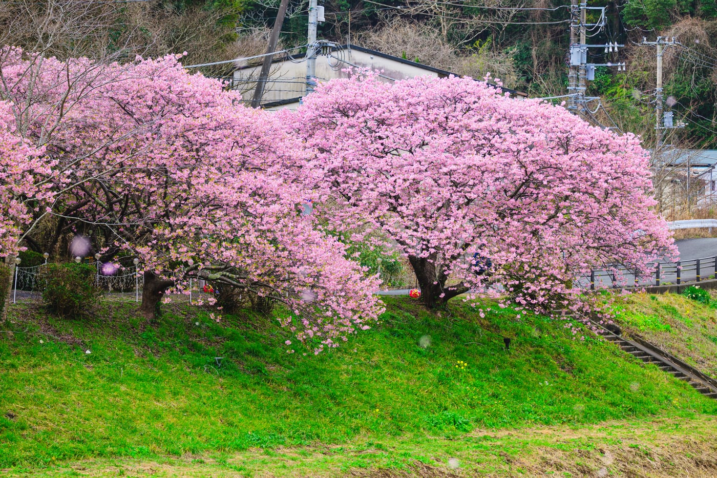 Full-bloom Kawazu-zakura lining the bank of the Aono River