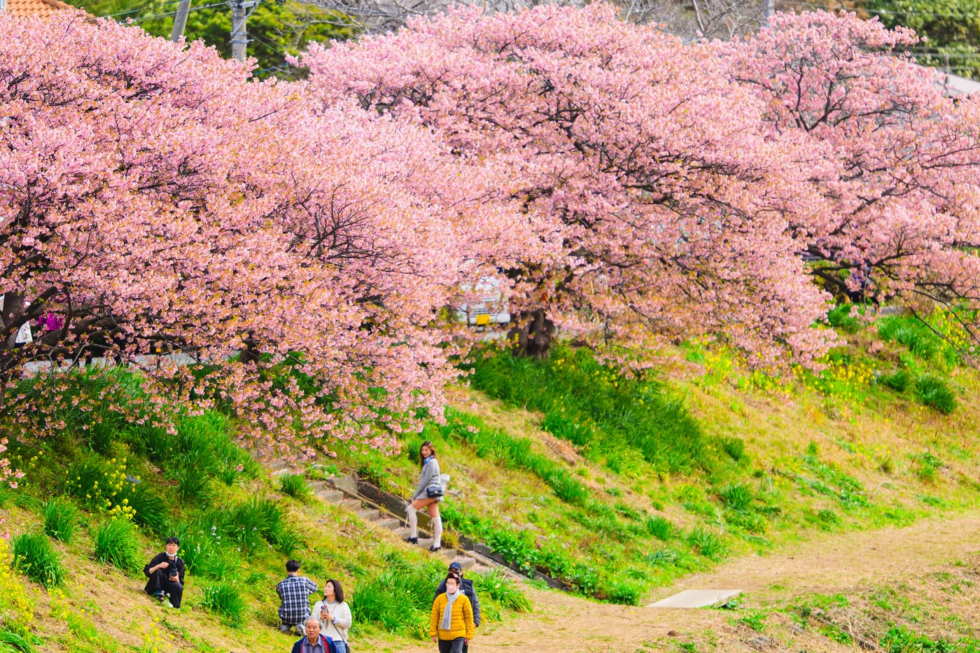 People walking on the Aono River embankment with Kawazu-zakura lining both banks