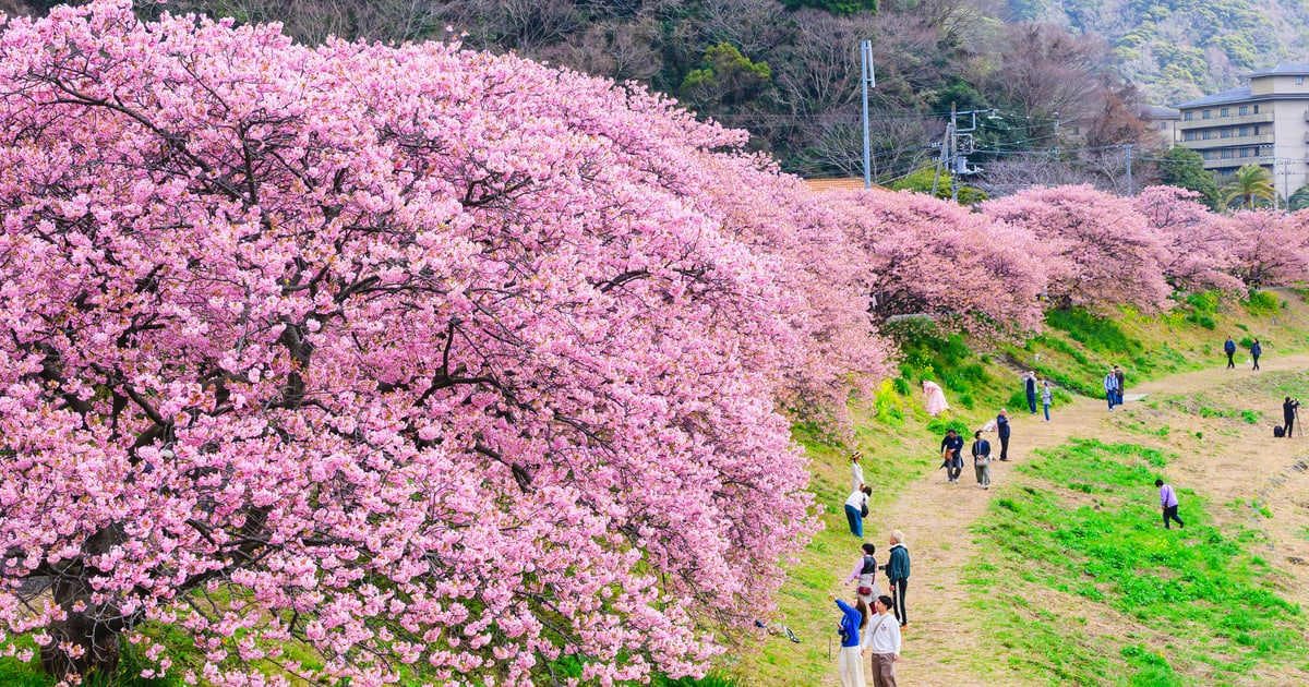 A Trip to South Izu for Kawazu-zakura and Nanohana