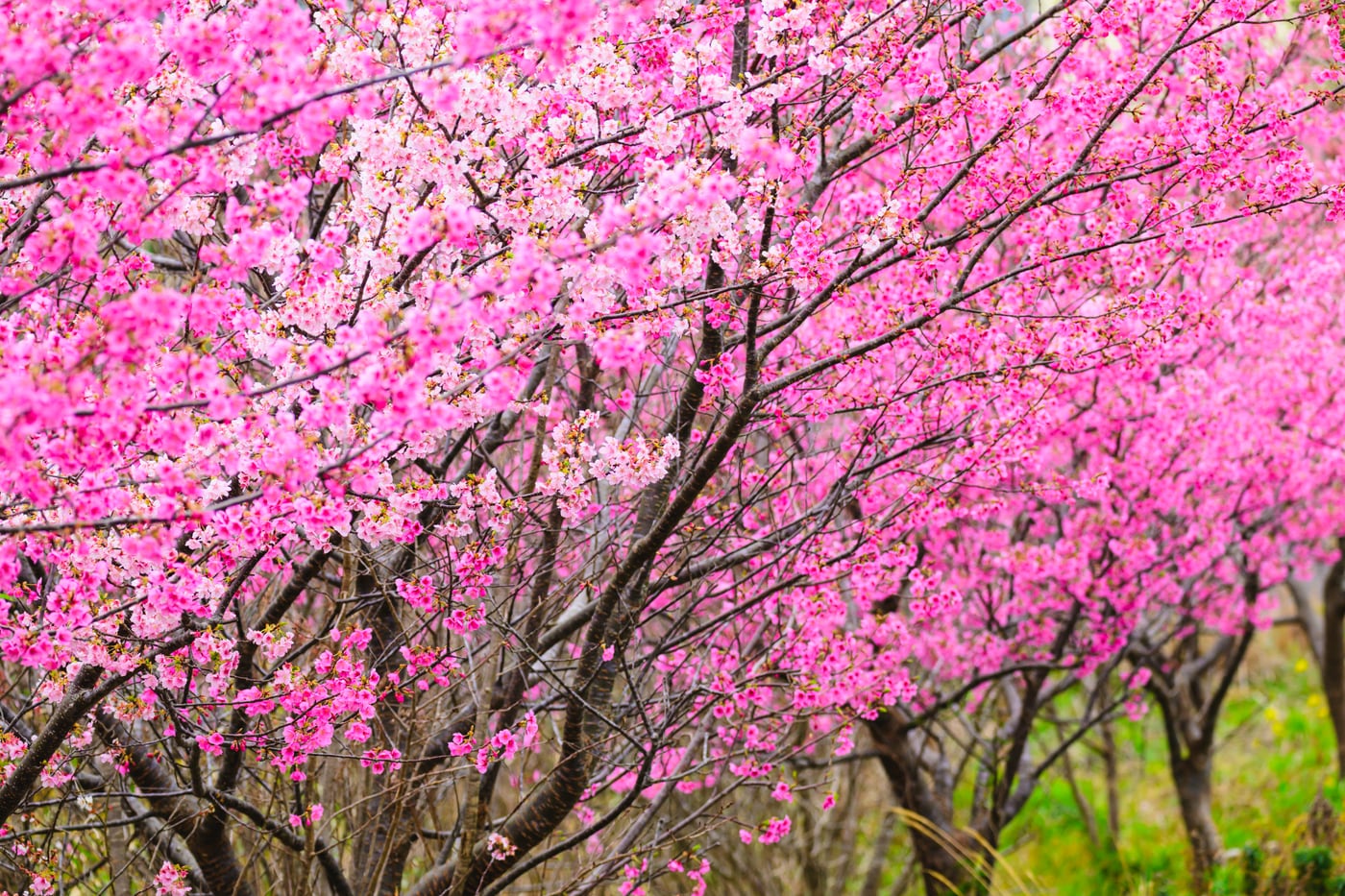 Deep pink Kawazu-zakura blossoms layered across the entire frame