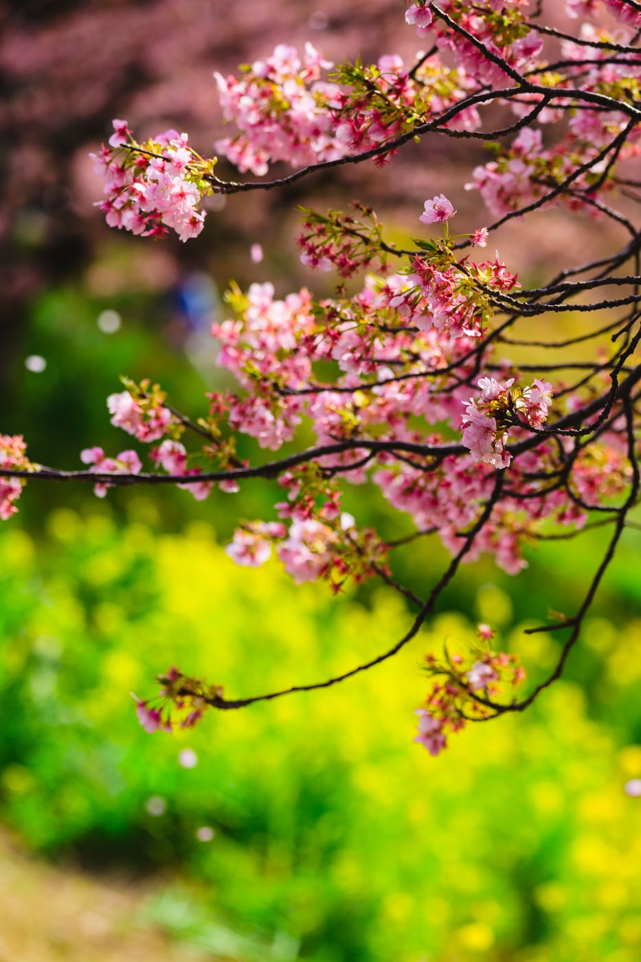 Kawazu-zakura blossoms against a green and yellow background