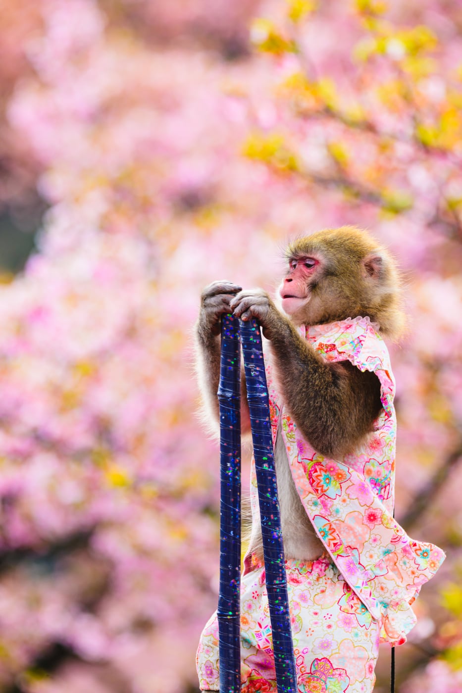A monkey in costume standing with full-bloom Kawazu-zakura in the background