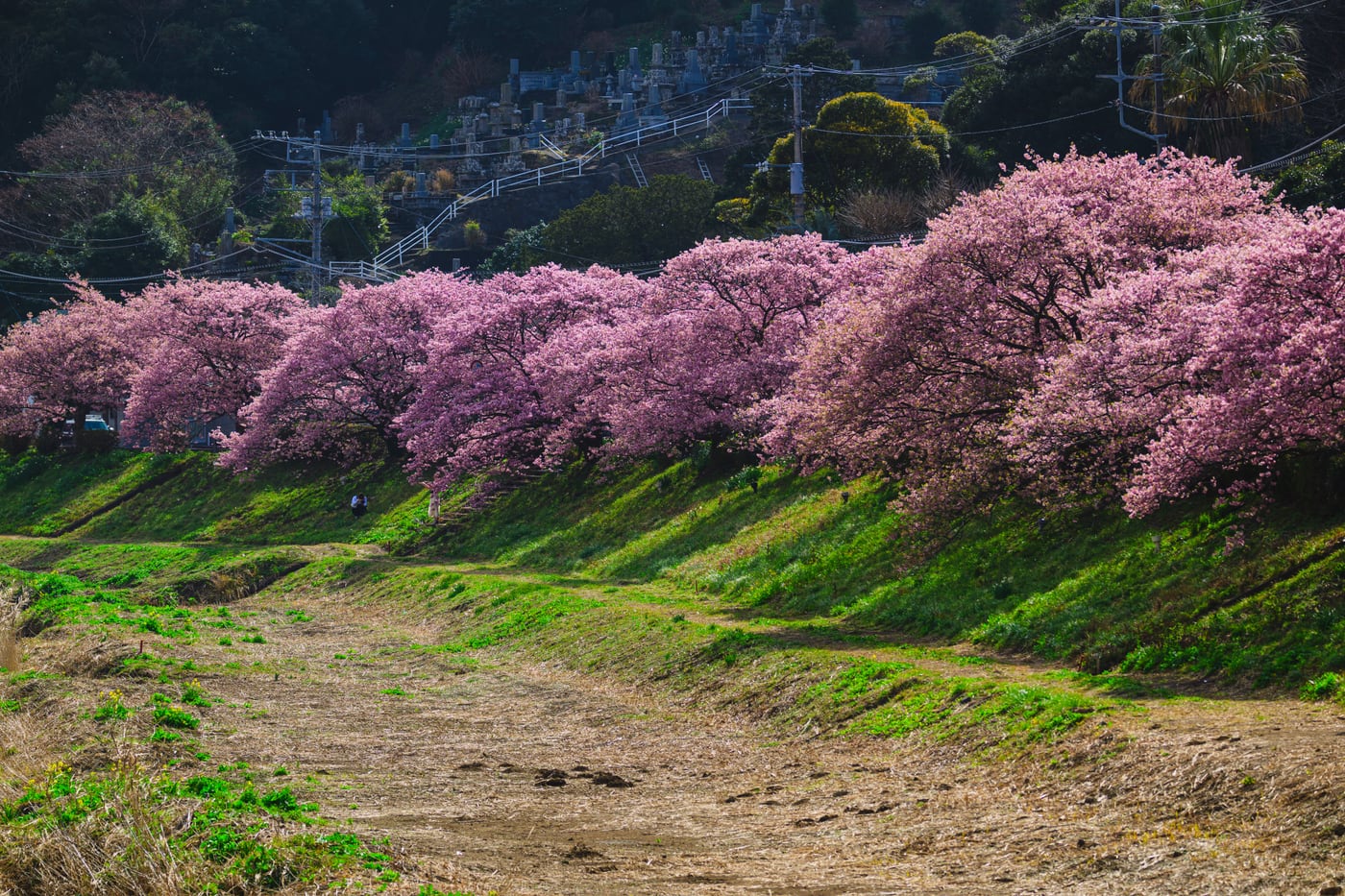 A row of Kawazu-zakura casting long shadows across the riverbank in the morning light