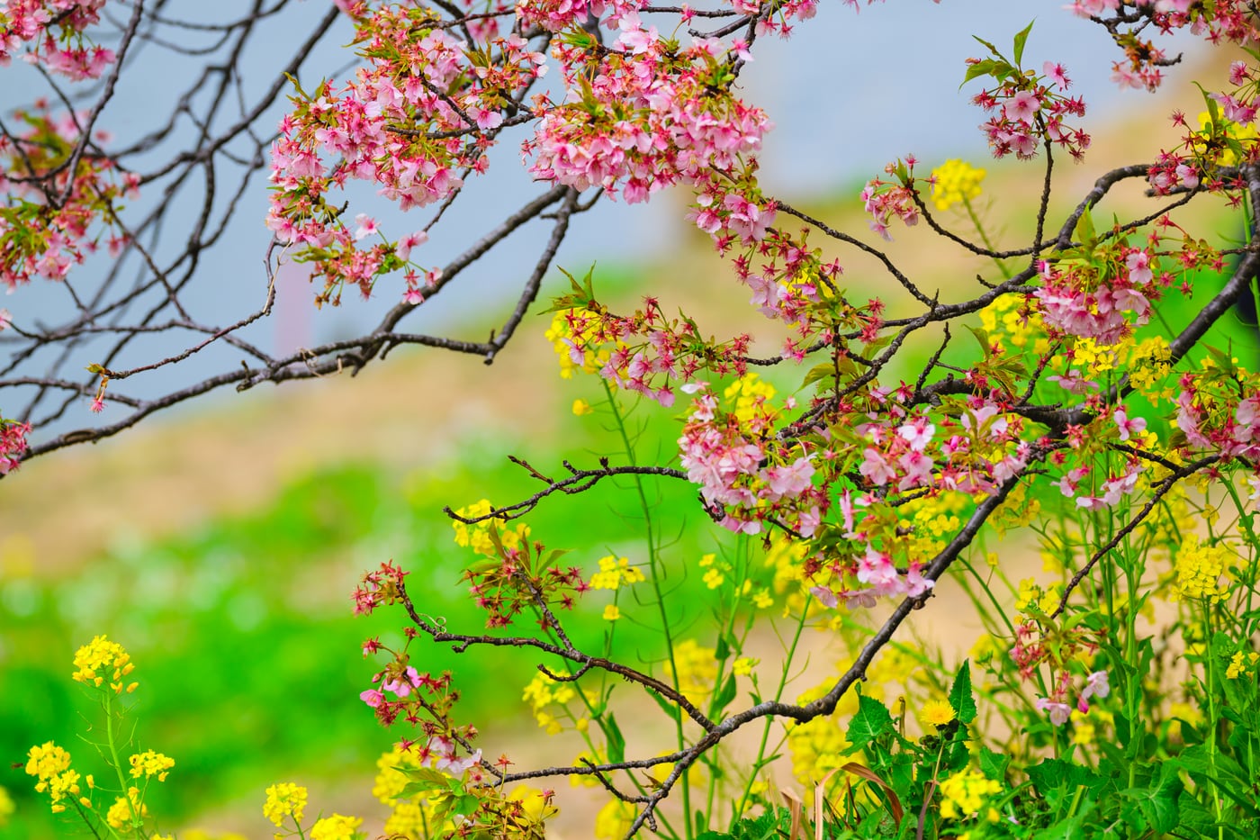A yellow nanohana field seen through branches of Kawazu-zakura