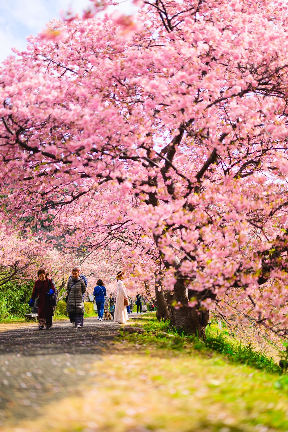A walking path along the Aono River surrounded by Kawazu-zakura blossoms