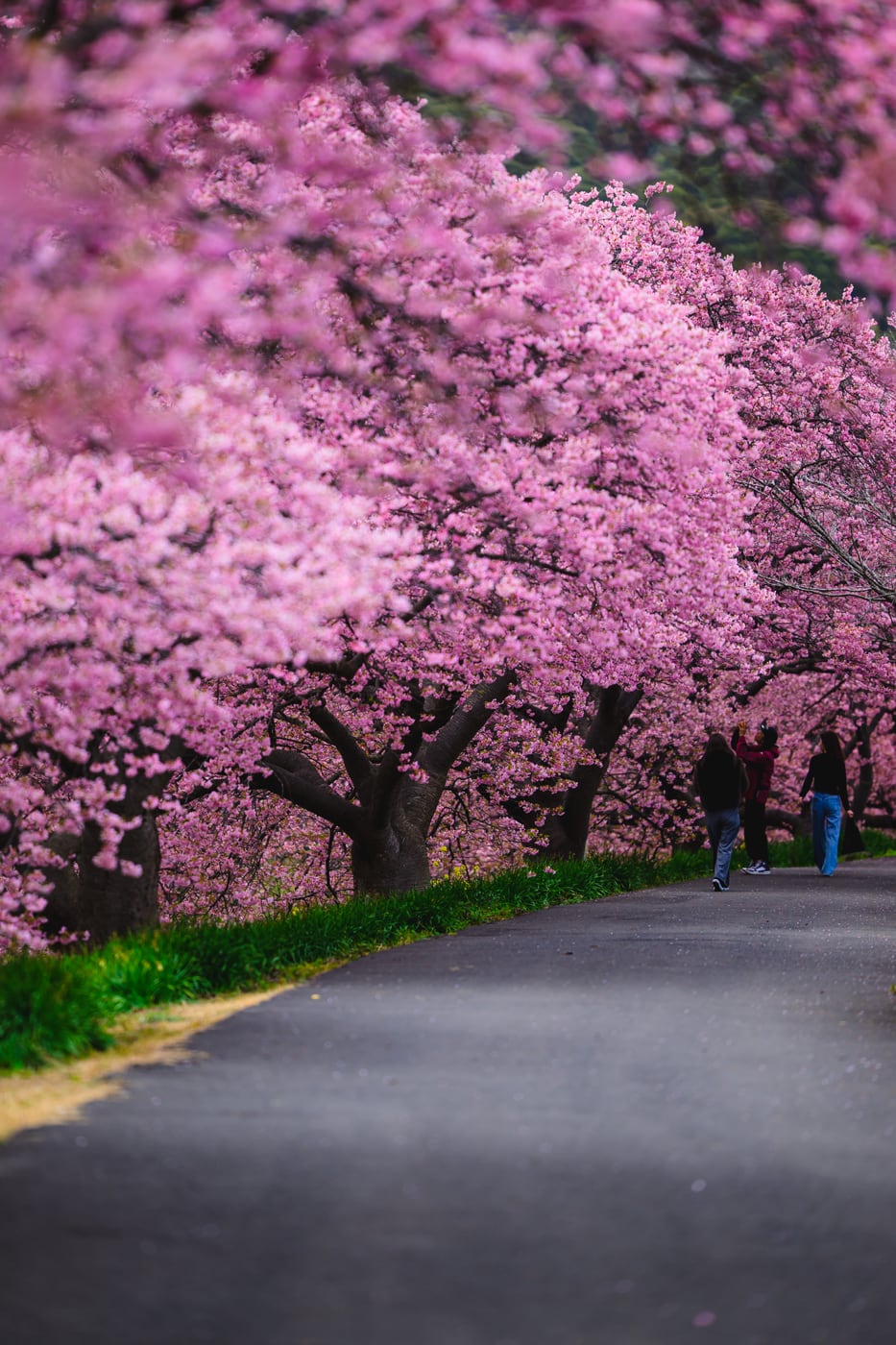 A road along the upper Aono River covered from both sides by full-bloom Kawazu-zakura