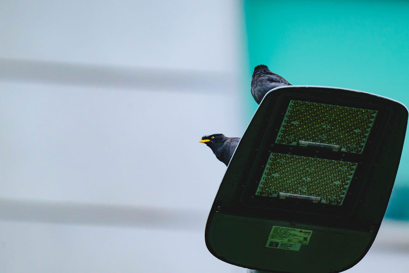 A crested myna with a yellow beak perched on a rooftop in Taipei