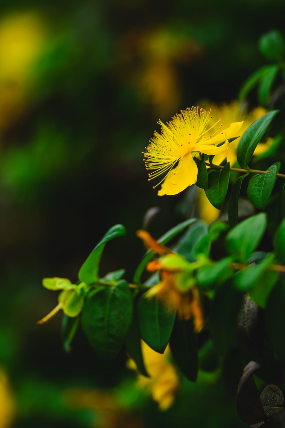 A vivid yellow flower with long stamens