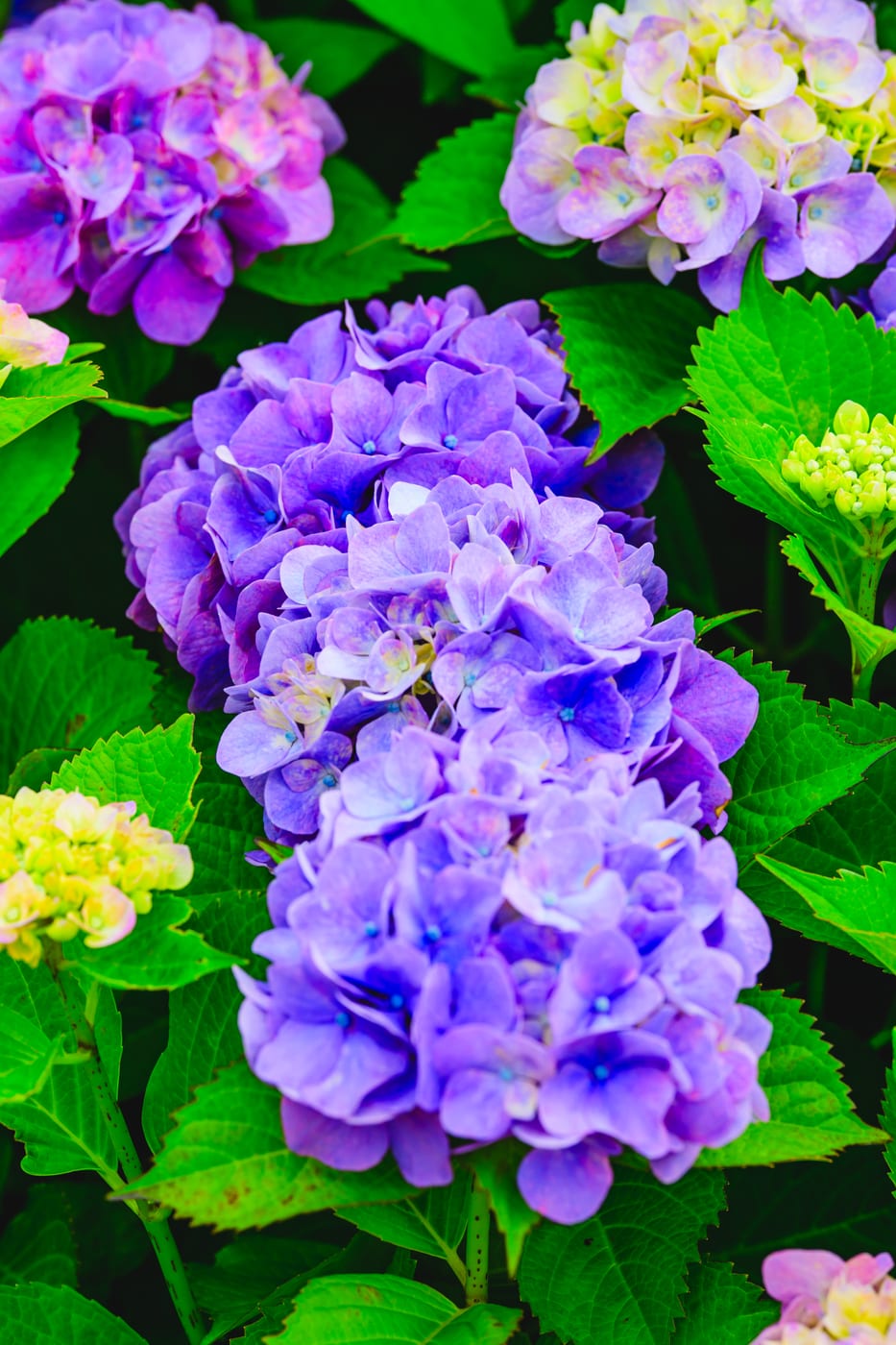 A hydrangea blooming in vivid purple