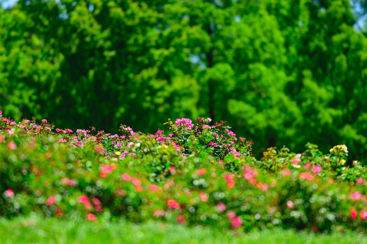 Red and pink roses blooming against a backdrop of green trees